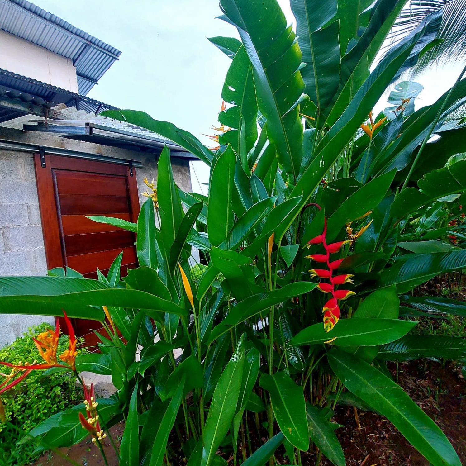 Bewak Cr Hotel Tortuguero Exterior foto