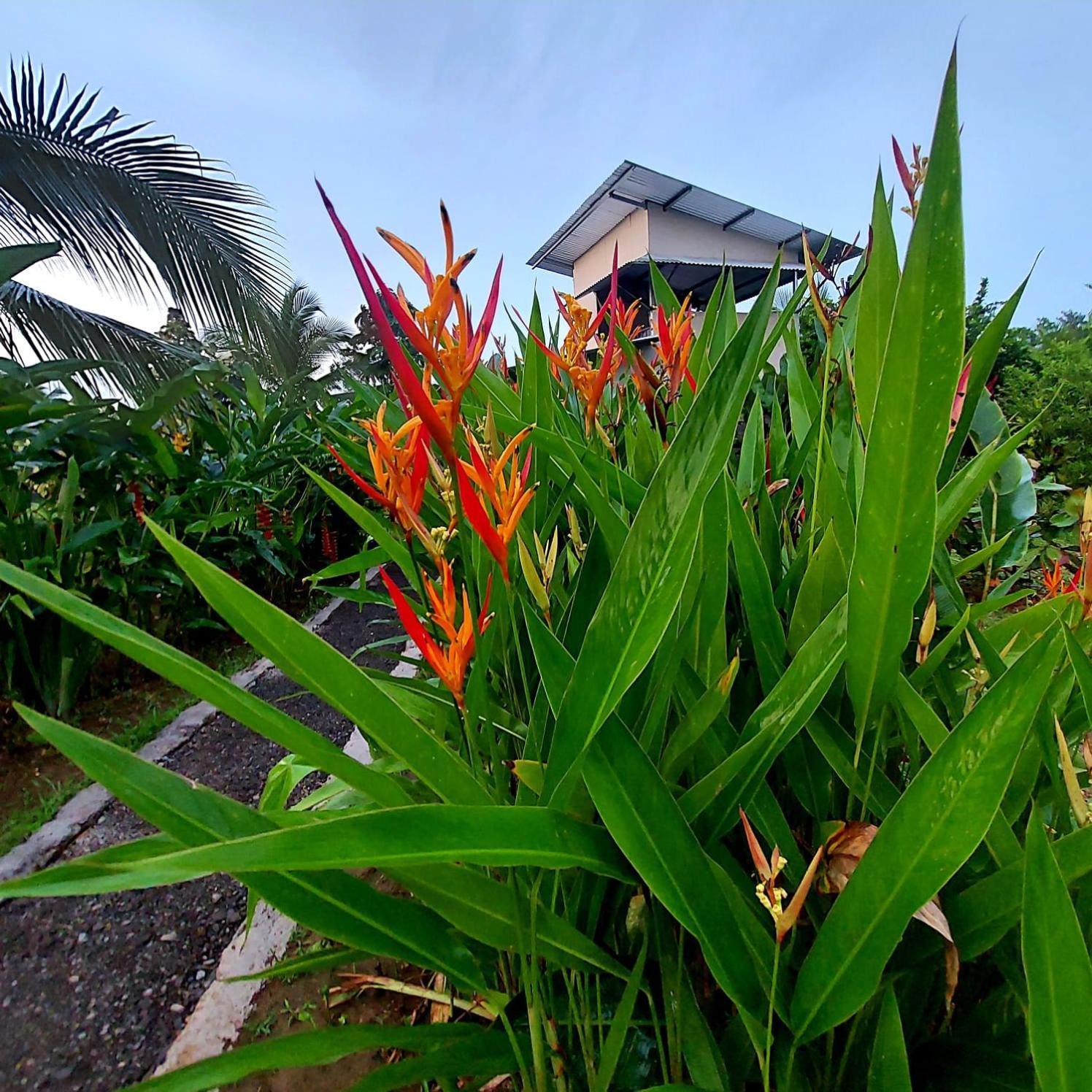 Bewak Cr Hotel Tortuguero Exterior foto